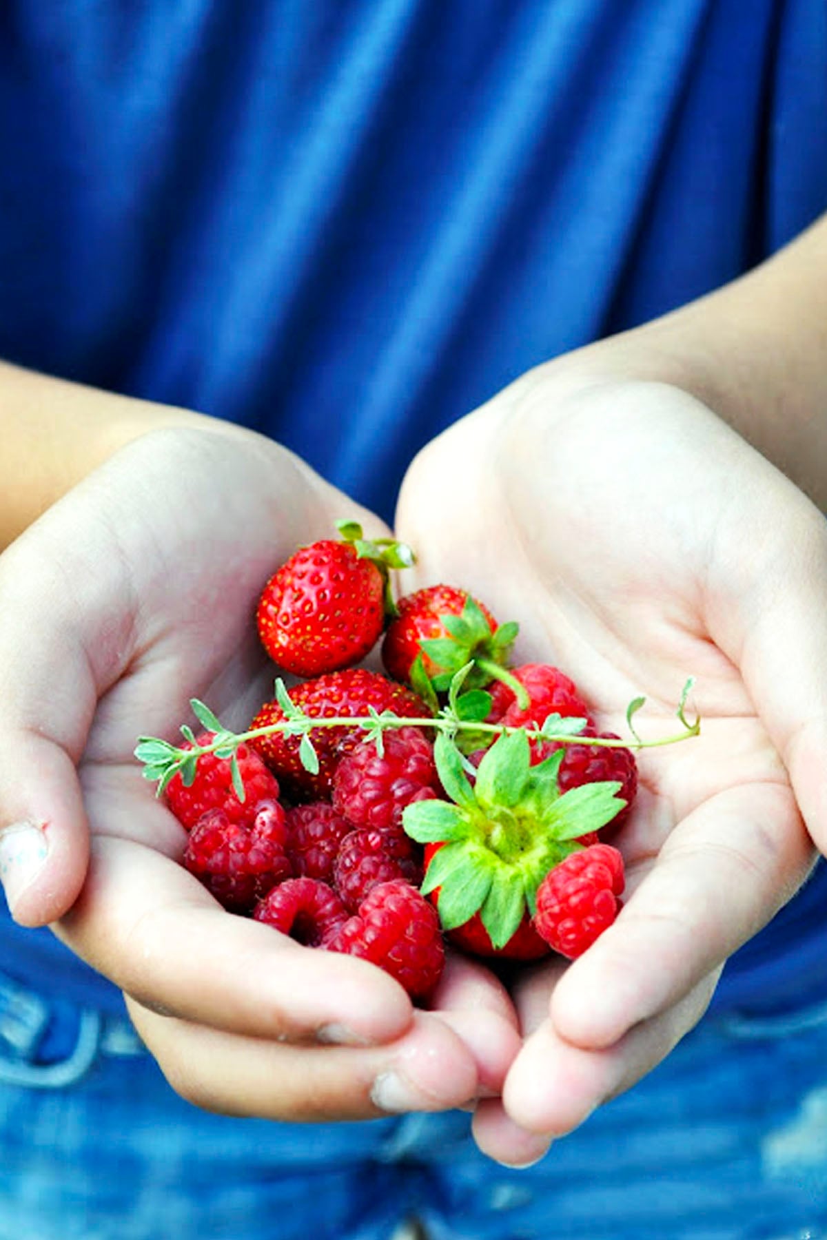 A pair of cupped hands holding freshly picked red strawberries and raspberries, perfect for garnishing a refreshing berry Tom Collins, with a blue shirt visible in the background.